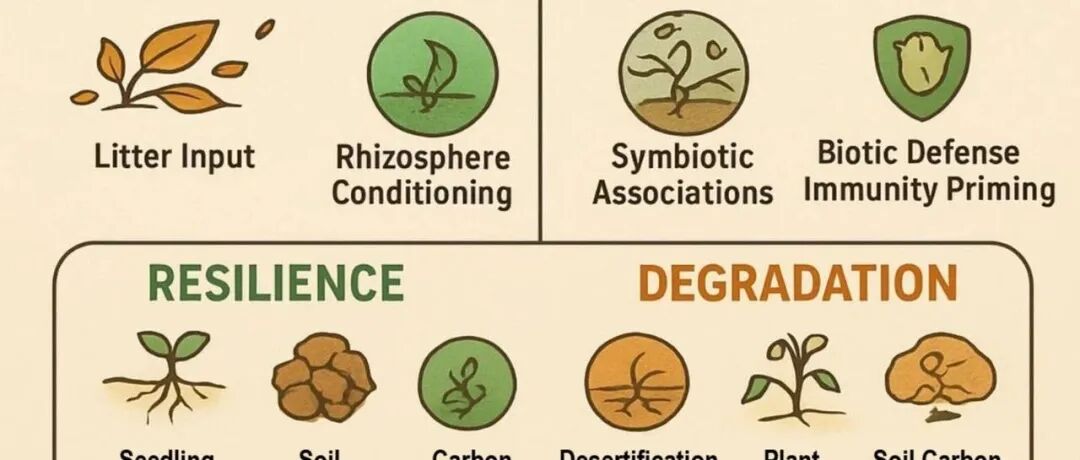 综述文章丨GLOBAL CHANGE BIOL：沙漠生态系统的韧性与适应性：揭示气候变化下微生物遗传遗产与植物功能性状协调机制