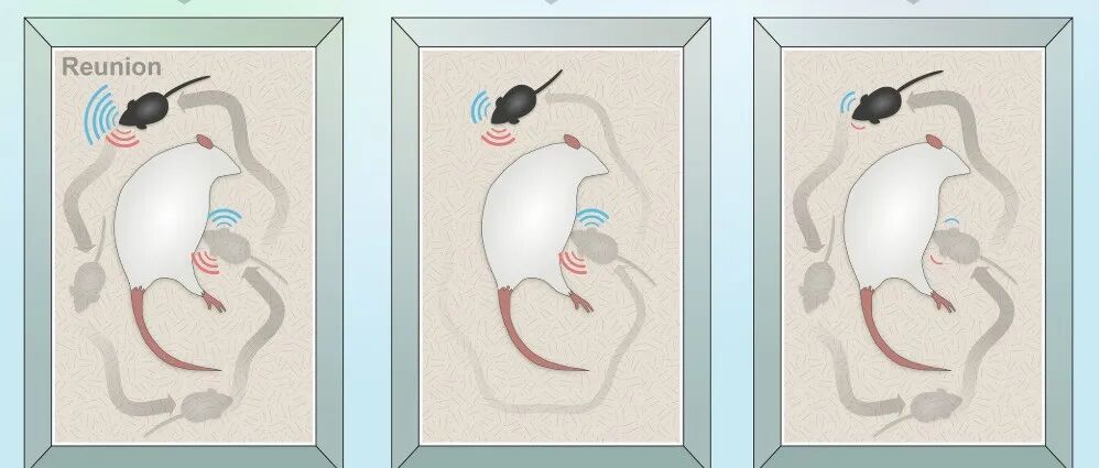 短暂分离为何让宝宝更粘妈？Science揭示催产素调控幼崽主动寻母的神经机制