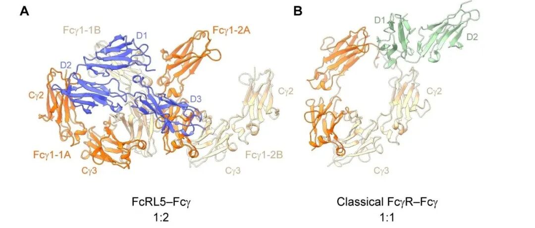 北京大学:生命科学学院肖俊宇研究组揭示FcRL5受体识别IgG的分子机制