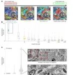 研究进展：智能电镜SmartEM | Nature Methods