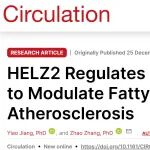 Circulation | 肝脏里的“拆信机”：HELZ2 通过降解 ApoB mRNA 连接脂肪肝与动脉粥样硬化