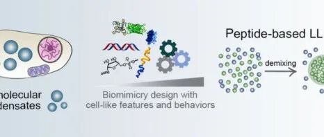【科学普及】无膜细胞器生物相分离重塑对疾病认知与未来医学