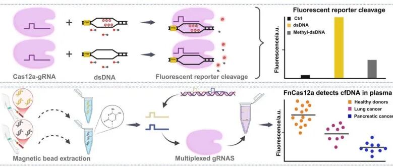 Nucleic Acids Res. |基于5-甲基胞嘧啶在特定位点修饰游离DNA，抑制Cas12a活性而实现无需扩增的癌症诊断