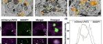 New Phytol | 植物脂滴调控新机制：LPAT2-ATI1/2复合体助力作物抗逆与油脂改良