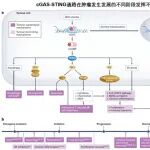 【前沿进展】Nat Rev Cancer | 傅阳心/卢长征综述靶向cGAS–STING通路在癌症免疫治疗中的机遇与挑战