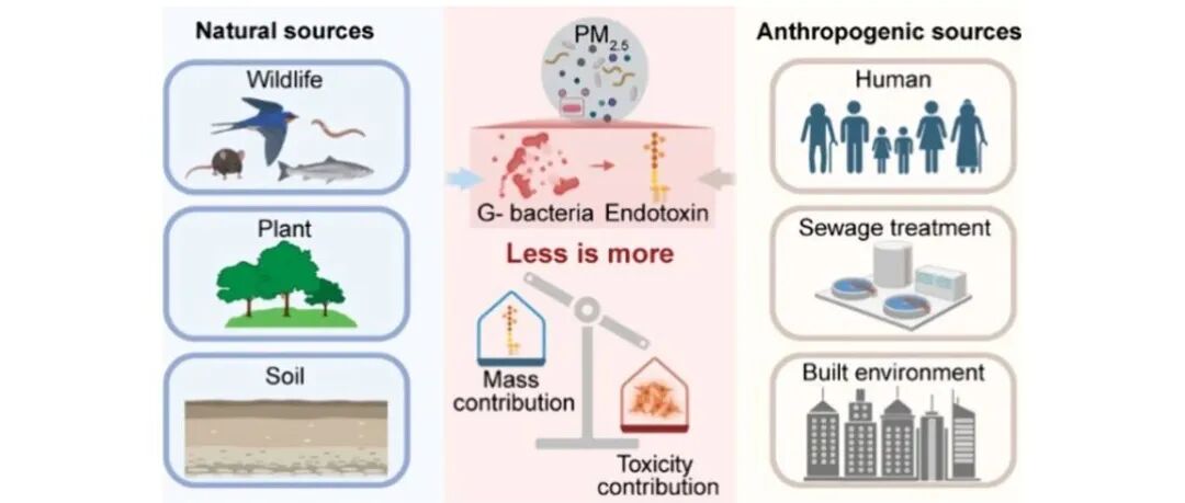 内毒素对PM2.5生物活性的贡献远高于其质量占比 | Environ. Sci. Technol.