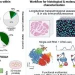 “双重人格”在搞怪！《Science》破解FOXA1突变，前列腺癌治疗需“分型而治”