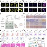 Adv  Sci | 同济大学姚旭东等发现前列腺癌多西他赛耐药性的调控新机制