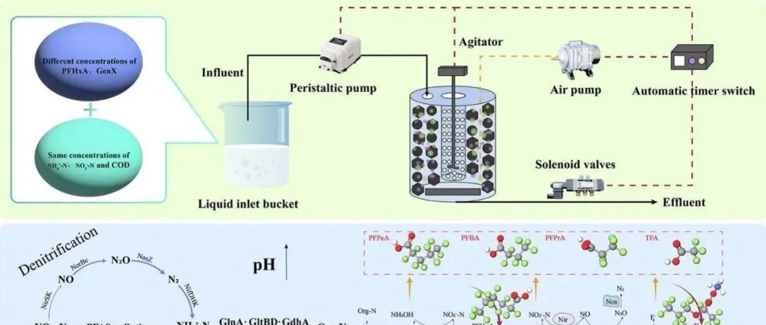 污水厂遇上‘永久化学品’：微生物还能把氮稳住吗？