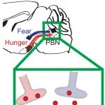 大脑里有个“疼痛开关”？饥饿、口渴时疼痛竟会消失！《Nature》发现止痛新靶点