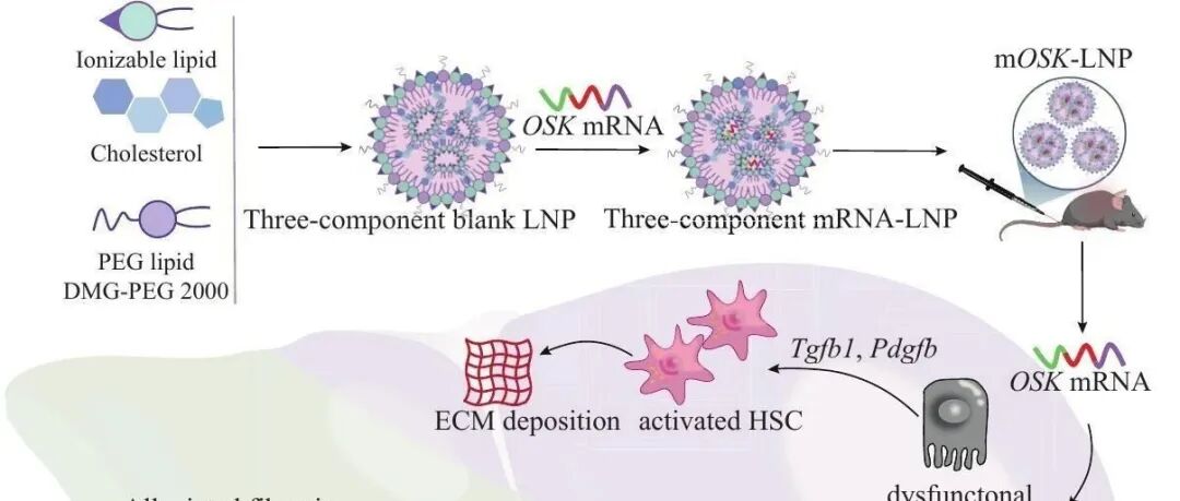 【Journal of Controlled Release】通过选择性OSK mRNA脂质纳米颗粒实现肝细胞特异性部分细胞重编程可缓解肝纤维化