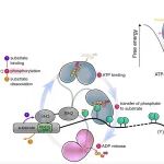 Science | 崔一昕等人揭示\u00A0Src\u00A0家族激酶中一个“不可见”的关键功能状态