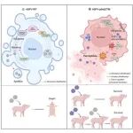 中国农业大学陈鸿军等团队合作最新Cell子刊