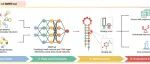 【前沿进展】专家点评Nat Biotechnol | 张强锋/汪阳明团队开发SMRTnet:一种不依赖RNA三维结构的靶向RNA小分子药物发现的人工智能方法