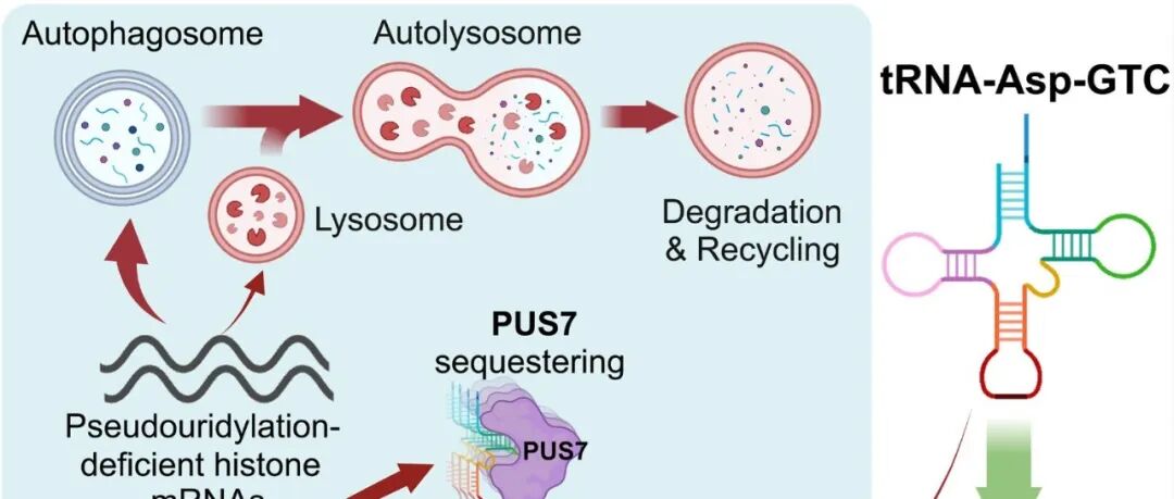 Science | 不是所有RNA都沉默：李国平等揭示缺氧响应性tRNA衍生小RNA通过RNA自噬发挥肾脏保护作用