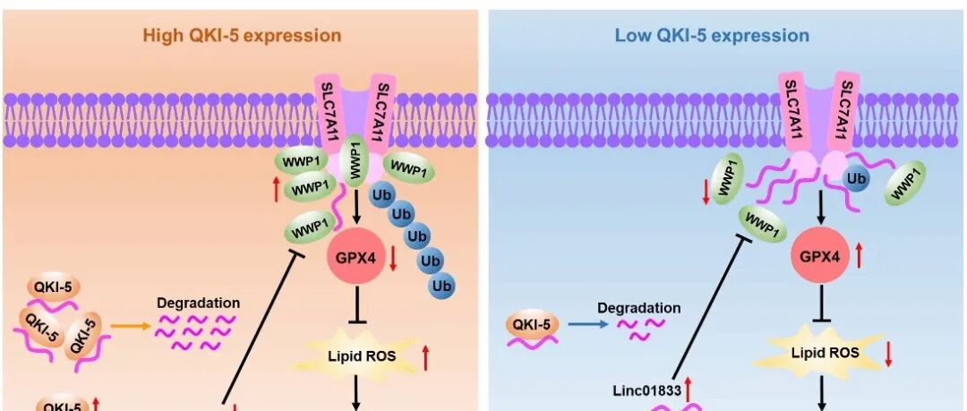 Drug Resistance Updates：温医大崔日课题组发现非小细胞肺癌耐药治疗新靶点