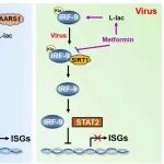 PNAS | 电子科技大学郑慧等团队发现L-乳酸通过促进IRF9乳酰化增强I型干扰素免疫应答并抑制病毒感染