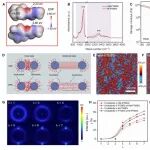 武汉理工熊传溪/宾州州立大学王庆 Sci. Adv.：具有巨弹热效应的高有序橡胶