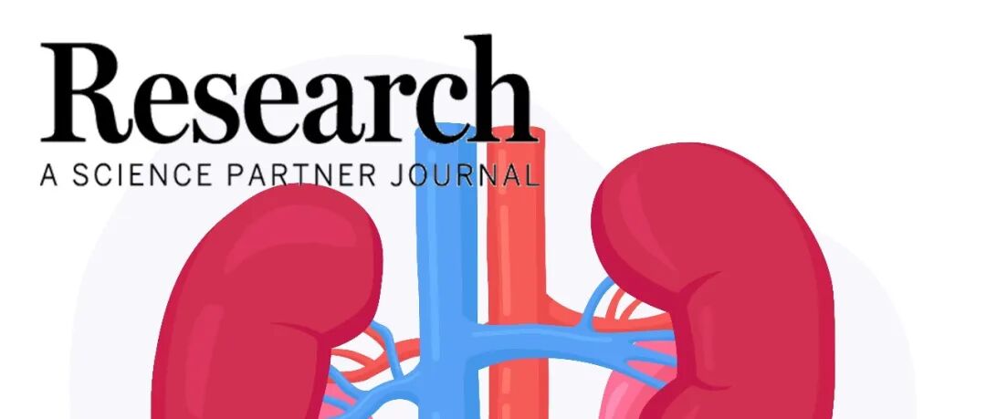 Research综述|铁死亡的表观遗传调控在慢性肾脏病进展