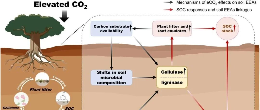 全球尺度Meta分析丨FUNCT ECOL：土壤胞外酶在高浓度CO2条件下驱动土壤碳积累
