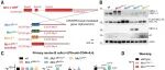 Science | 打破刻板印象：MCL-1的抗凋亡功能是生存必需，而其凋亡无关功能在发育后期至关重要