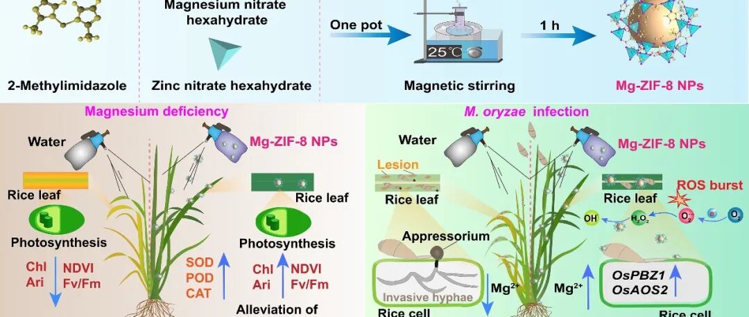 ACS NANO| 福建农林大学郑文辉教授、潘晓鸿教授团队揭示镁离子掺杂ZIF-8纳米材料兼具稻瘟病绿色防控与缺镁光合修复