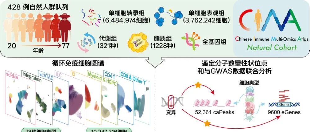Science：千万级免疫细胞图谱发布，为AI时代大健康绘制“生命导航图”
