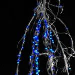 开门红！2026年中国植物科学首篇Science ，解构豆科植物与根瘤菌的共生密语