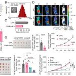 PNAS | 浙江大学苏文静等团队发现靶向脂肪酸合成代谢脆弱性的环状RNA疗法克服了去势抵抗性前列腺癌