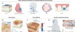 UCLA李松/陈俊团队 Nature Reviews Bioengineering：力学医学