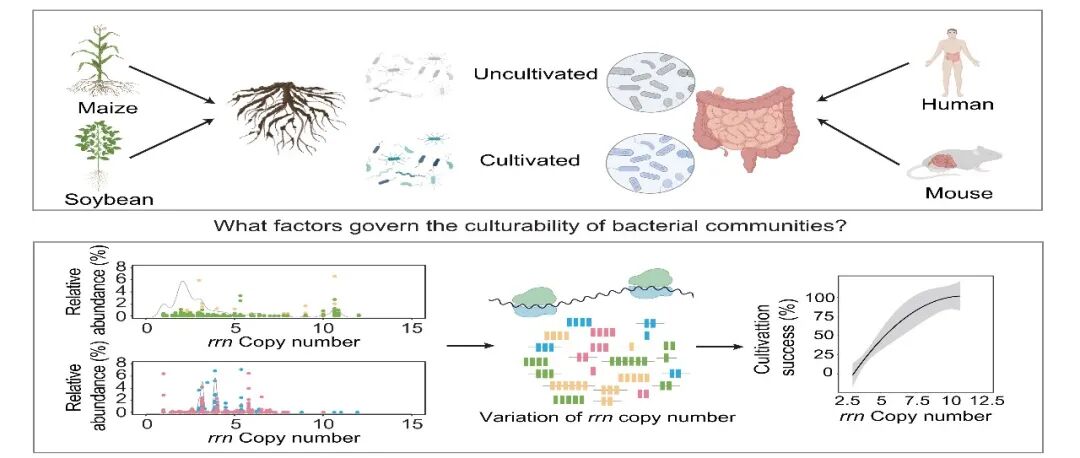 iMetaOmics | 中国农大张福锁院士团队倪斌教授课题组发现核糖体RNA操纵子拷贝数可以预测不同生境微生物群落的可培养效率