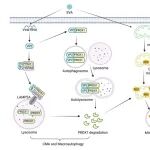 Autophagy | 扬州大学侯磊/刘爵发现调控PRDX1降解的新机制