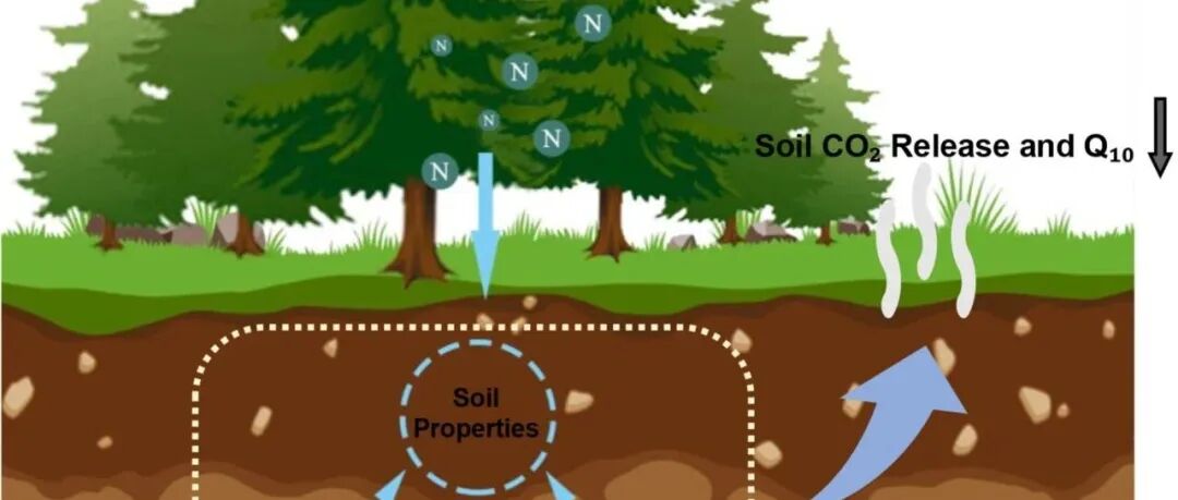 高纬度土壤温度敏感性丨GLOBAL CHANGE BIOL：氮素添加通过调控微生物特性调节土壤碳释放的温度敏感性