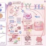 Biomaterials | 中山大学杨扬等团队合作通过多功能负载仑伐替尼的蛋白基纳米药物增强金属免疫治疗肝细胞癌