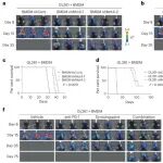 北京大学席瑞斌/席建忠/哈尔滨医科大学孟宏学合作最新NCB