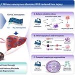 Adv Sci | 暨南大学陆超等合作发现促进肝细胞再生实现肝脏保护的潜在新策略