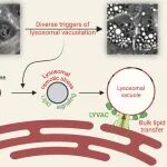 Science | 溶酶体空泡化之谜终破解：谭小军团队发现脂质“搬运工”LYVAC介导膜扩张的关键机制