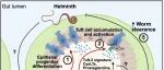 《Nature》+《Cell》：张雯等发现肠道“痛觉神经”不仅感知疼痛，还能指挥免疫反应；感受疼痛的肠神经调控菌群，保护肠道