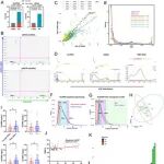Adv Sci | 武汉大学徐兵河等团队发现红细胞通过凋亡体内吞细胞外DNA，这对癌症患者具有临床意义