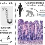 Science | 饮食与环境如何塑造人类肠道？余谦慧等揭示近期进化如何编程其功能并影响疾病易感性