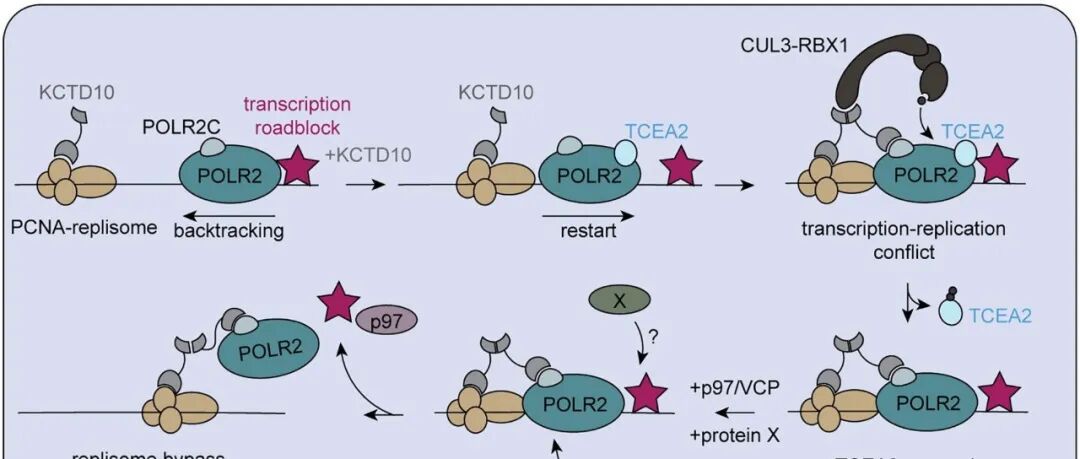 DNA“撞车”会致癌？《Nature》｜楼振昆/黄金舟团队揭示KCTD10是“交通指挥官”，及时疏通保基因组安全