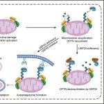 PNAS | 温州医科大学王旭课题组发现USP25在帕金森病中的重要调控作用