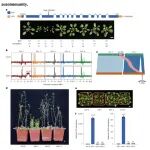Nature子刊 | 你的博士论文、十年前的核心结论还站得住脚吗：T-DNA突变体的表型可能是假阳性