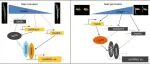 JIPB丨中国农业科学院生物技术研究所秦华团队揭示AP2转录因子OsSAE1拮抗调控ABA和GA促进水稻种子萌发的新机制