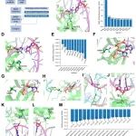 有理设计拓宽金葡Cas9的PAM