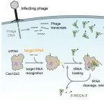 靶RNA激发Cas12a3切割tRNA尾巴执行细菌免疫