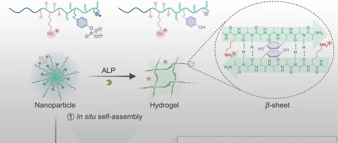 长春应化所陈学思、丁建勋团队 JACS：一种肿瘤选择性自组装聚氨基酸网络通过微囊泡分裂扩增诱导级联旁观者细胞毒性