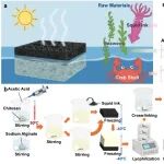 美国东北大学郑义教授团队 CEJ：海洋生物质双层水凝胶界面蒸发器 - 面向高效可持续海水淡化的新型界面蒸发体系