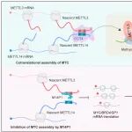 PNAS | 中国药科大学刘晓敏和周君发现共翻译组装指导m6A甲基转移酶复合物的生物发生