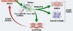2026国自然"三段式正文"标书：上皮5-HT信号介导MP→SMP径向层级回路决定营养辨别与餐后血糖稳态的机制